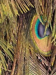 natural beauty of a peacock feather close up
