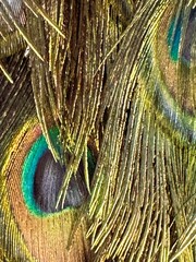 peacock feather background