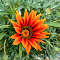 isolated Gazania linearis, gazania flower close-up HD photo