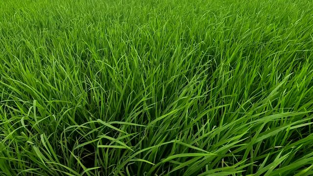 Green young paddy or rice plants sway in the rice field, blowing by the wind.