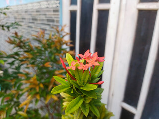Ixora chinensis, commonly known as Chinese ixora. Ixora chinensis is blooming.