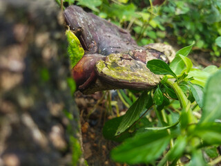 Ganoderma applanatum stem fungus on a dead tree.