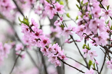 분홍 벚꽃, sakura, Cherry blossom