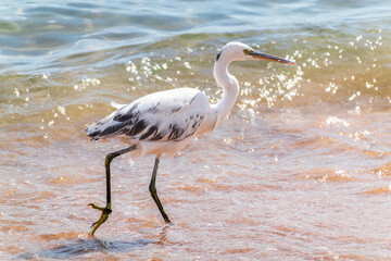 White Western Reef Heron (Egretta gularis) at Sharm el-Sheikh beach, Sinai, Egypt