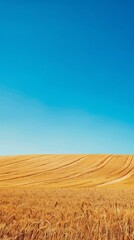 Fototapeta premium Golden wheat field under blue sky