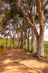 Hiking path in Will Rogers Park lined with old eucalyptus trees