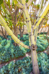 Fototapeta premium Succulent garden growing under tree shade.