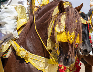 Obraz premium Equestrian Majesty in Morocco - Traditional Tbourida Attire in Detail