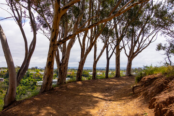 Fototapeta na wymiar Hiking path in Will Rogers Park lined with old eucalyptus trees