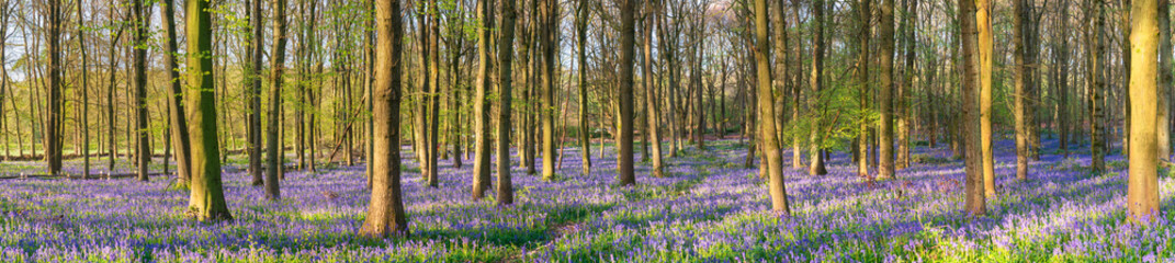 Bluebell carpet panorama in the woodland forest. Springtime in United Kingdom