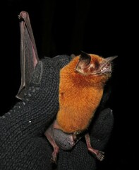 Rusty Mustached Bat (Pteronotus rubiginosus) captured in northern Mato Grosso, Brazilian Amazon.
