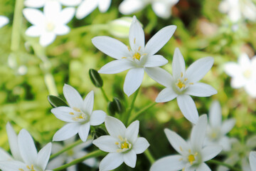 植物・花	