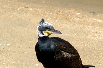 カワウ、ウミウ、