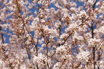 桜、染井吉野、小金井公園