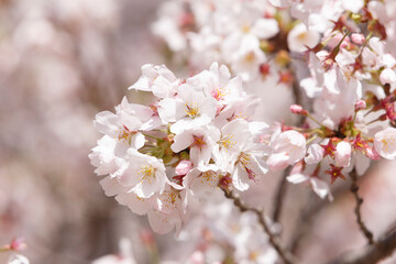 桜、染井吉野、小金井公園