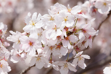 桜、染井吉野、小金井公園