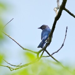 blue and white flycatcher in a forest
