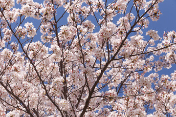 桜、染井吉野、小金井公園
