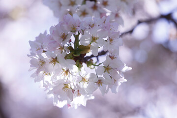 桜、染井吉野、小金井公園
