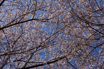 桜、染井吉野、小金井公園
