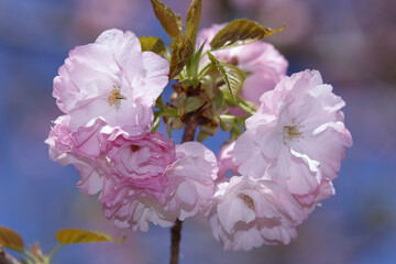 桜
楊貴妃
小金井公園
Sakura 
Youkhihi 
Koganei Park