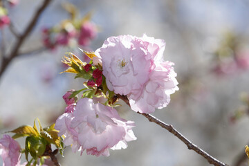 桜
楊貴妃
小金井公園
Sakura 
Youkhihi 
Koganei Park