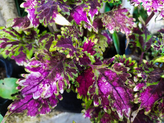 The Plectranthus scutellarioides or miana plant is shaped like spinach leaves, but has brighter colors.