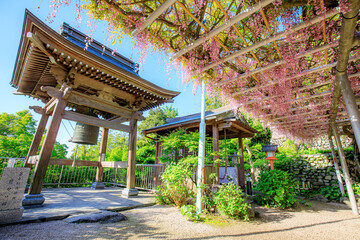 藤の花と吉祥寺　福岡県北九州市　Wisteria flowers and Kishojoji temple. Fukuoka...
