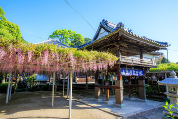 藤の花と吉祥寺　福岡県北九州市　Wisteria flowers and Kishojoji temple. Fukuoka...