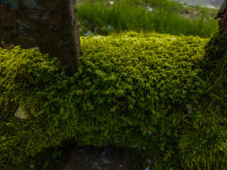 Bryophytes or mosses grow in damp areas