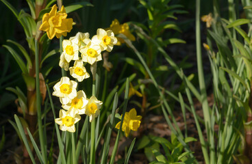 Several yellow narcissus flowers on a blurred dark green grass background