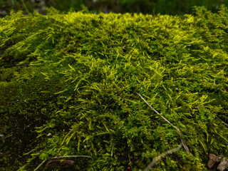 Bryophytes or mosses grow in damp areas