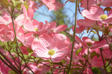 Dogwood blossom, pink flower on a blurred background
