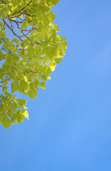 Background with spring linden leaves against a blue sky with copy space