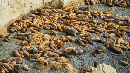 sea lion colony