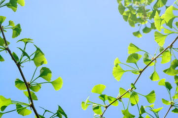Background with several sprigs of Ginkgo Biloba with young green leaves against a blue sky