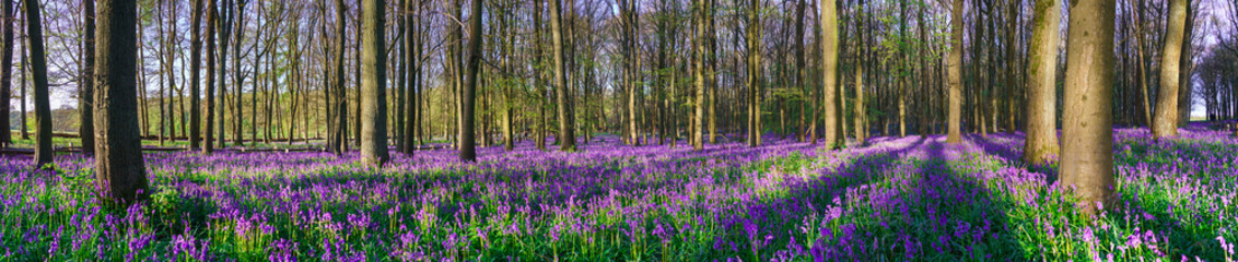 Bluebell carpet panorama in the woodland forest. Springtime in United Kingdom