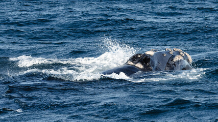 Fototapeta premium close-up of a free whale