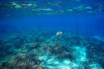 サンゴ礁をゆったりと泳ぐ大きく美しいアオウミガメ（ウミガメ科）。

スキンダイビングポイントの底土海水浴場。
航路の終点、太平洋の大きな孤島、八丈島。
東京都伊豆諸島。
2020年2月22日水中撮影。


Large, beautiful green sea turtles (Chelonia mydas, family comprising sea turtles) swim leisurely