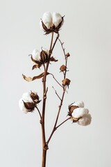 Naklejka premium Cotton Plant Stems Against a Neutral Background