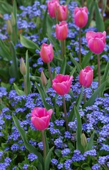 tulips in the garden