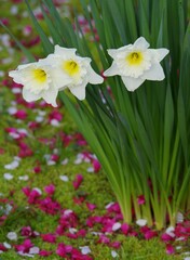 daffodils and cherry blossom in spring