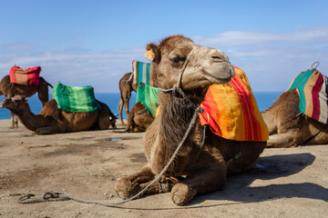Close up of camels with saddles resting on a beach in Morocco.