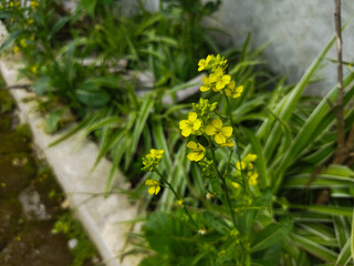 Turnip rape is a wild plant that can be used as an ornamental plant