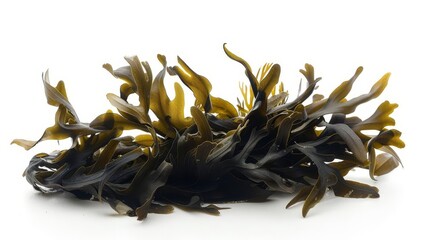 oceanic oddity codium seaweed isolated on white still life photo
