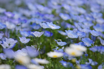 forget me not flowers