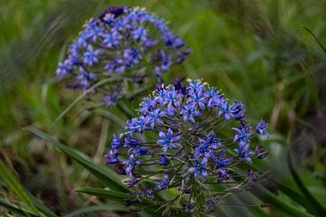 シラーペルビアナ