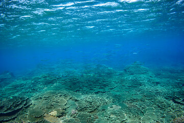 Fototapeta na wymiar 素晴らしいサンゴ礁の美しいサヨリ（サヨリ科）の群れ。スキンダイビングポイントの底土海水浴場。 航路の終点、太平洋の大きな孤島、八丈島。 東京都伊豆諸島。 2020年2月22日水中撮影。A school of the Beautiful Halfbeak (Hyporhamphus sajori) in Wonderful coral reefs.Sokodo Beach, a ski