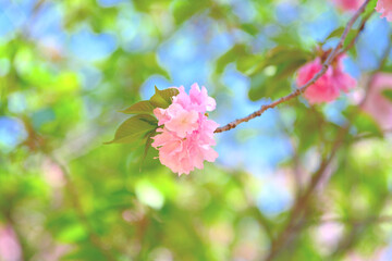 日本の春の風景　八重桜
