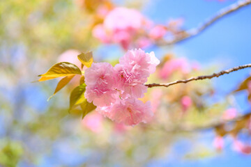日本の春の風景　八重桜